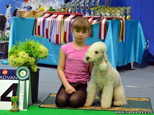 JUNIOR HANDLER