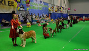 Выставка собак Эстония