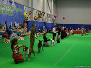 Выставка собак Эстония