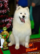 Narva Dog Show